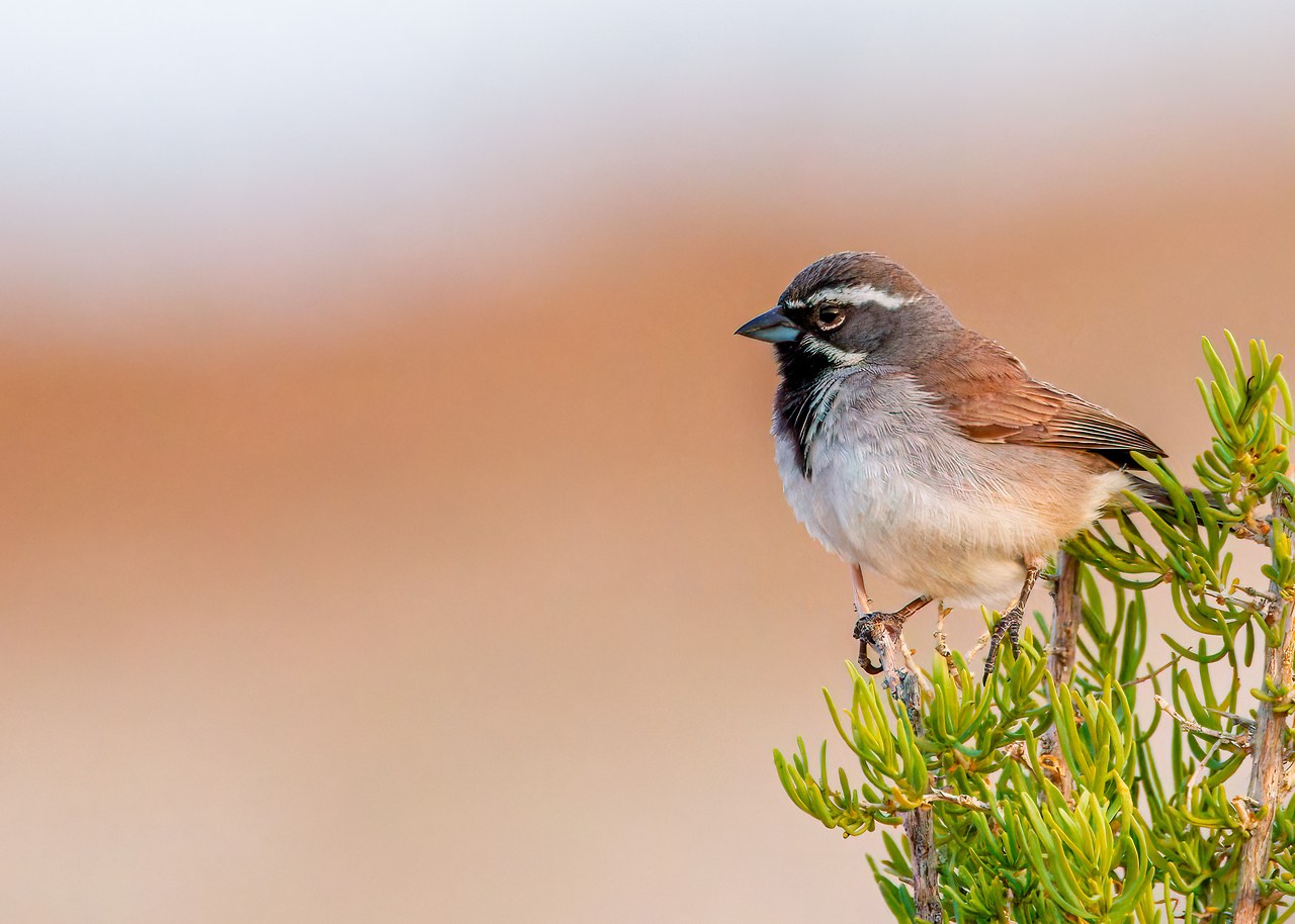 Black-throated Sparrow perched on desert vegetation with strong facial contrast.