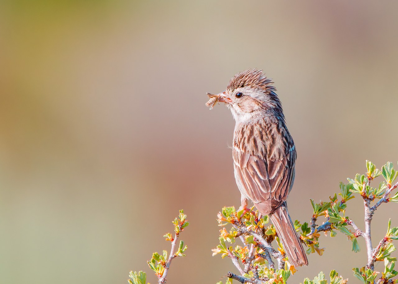 Brewer's Sparrow perched with an insect in its beak.