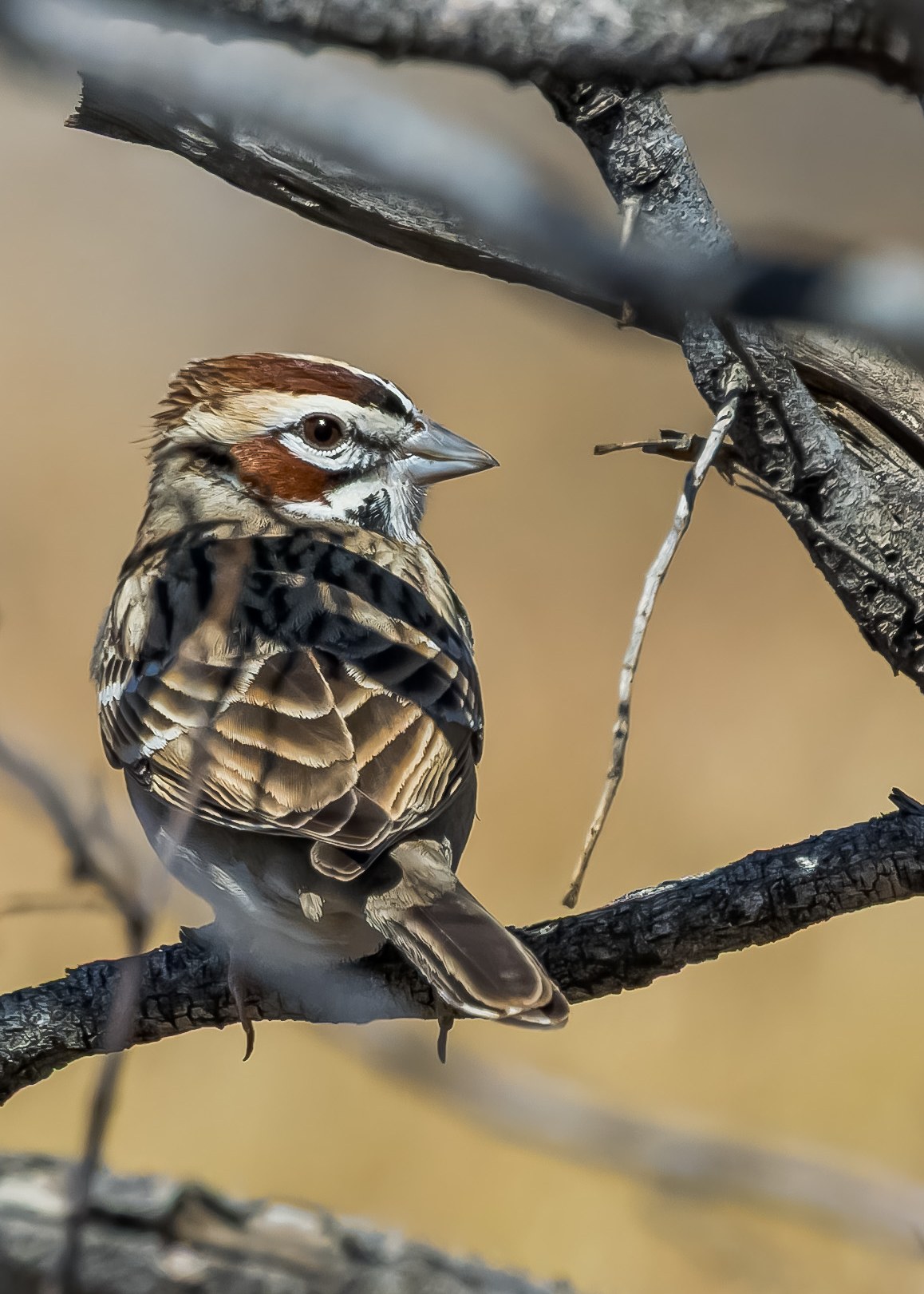 Lark Sparrow perched on a branch with bold face pattern visible.