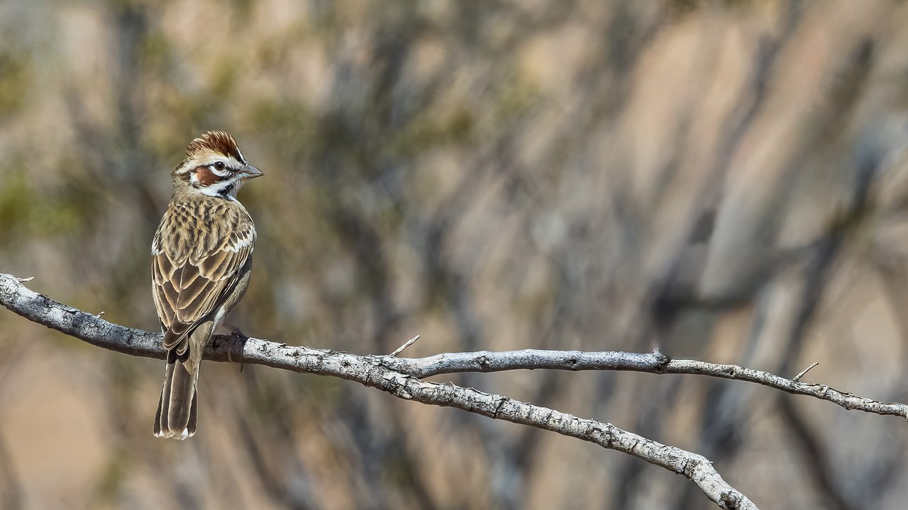 Lark Sparrow perched on a branch showing bold face pattern and chest spot.