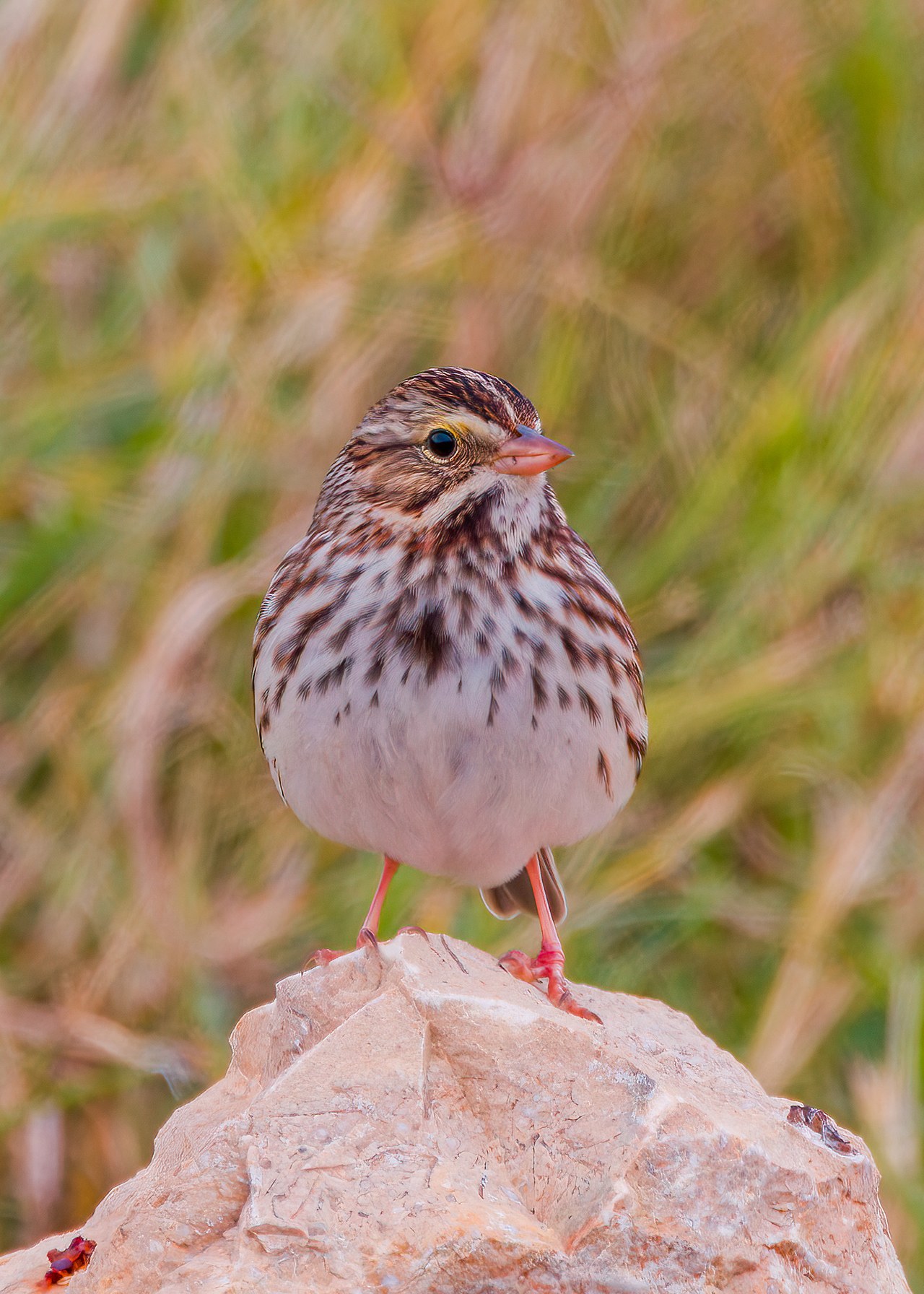 Savannah Sparrow perched on a rock showing streaked chest and yellow hint near the eye.