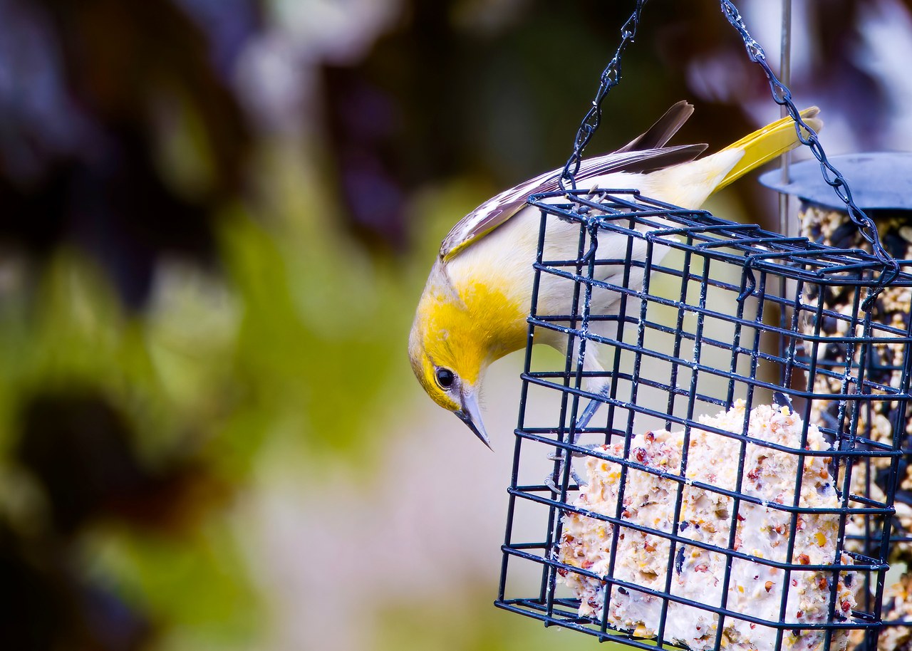 Female Bullock's Oriole hanging upside down on a suet feeder while feeding in a backyard setting.