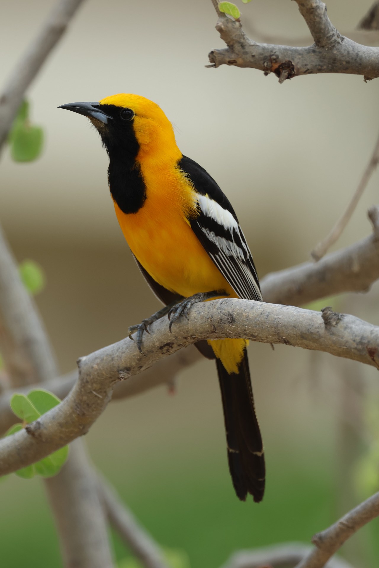 Male Hooded Oriole perched among bare branches with bright orange body, black throat, and white wing patch.