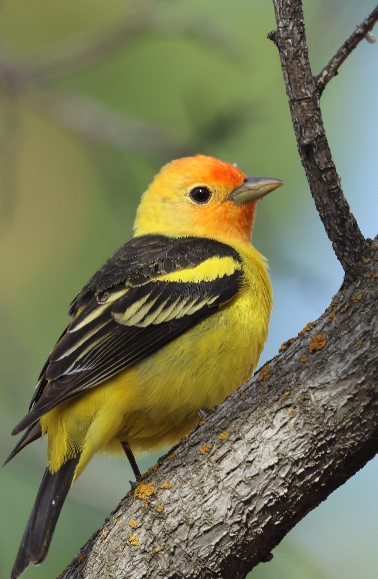Western Tanager perched close on a branch showing yellow body, orange-red face, and black wings.