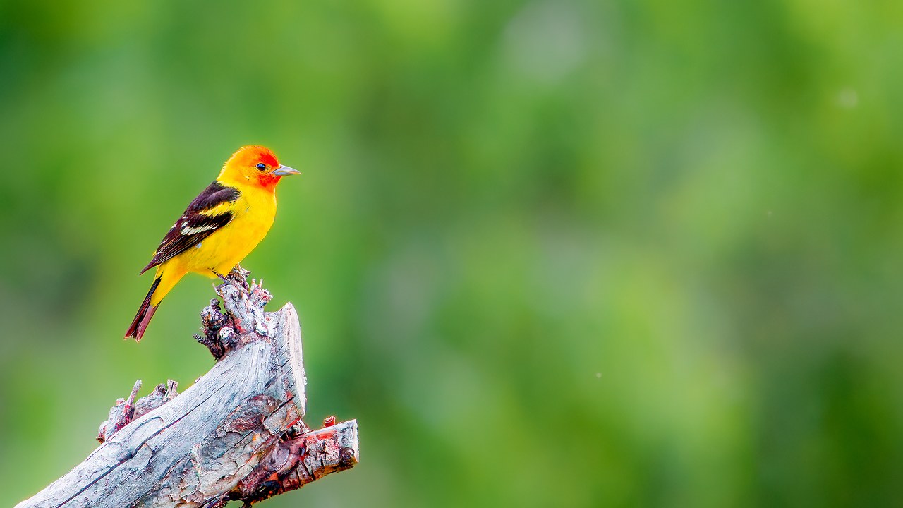 Western Tanager perched on a weathered branch against a soft green background.