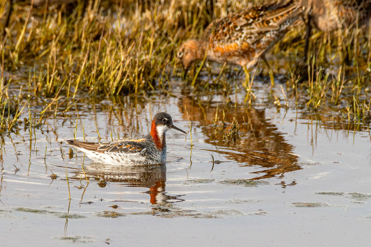 Breeding Red-necked Phalarope swimming in shallow water, with ripples spreading around the bird as it feeds.