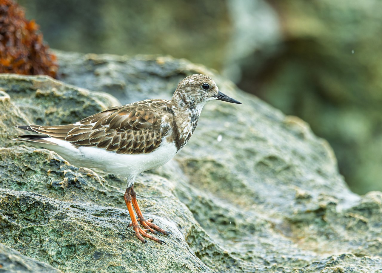 Ruddy Turnstone standing on coastal rocks, showing its mottled brown plumage, dark bill, and bright orange legs.