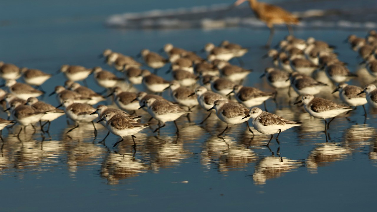 A large flock of Sanderlings feeding together in shallow reflective water along a shoreline.