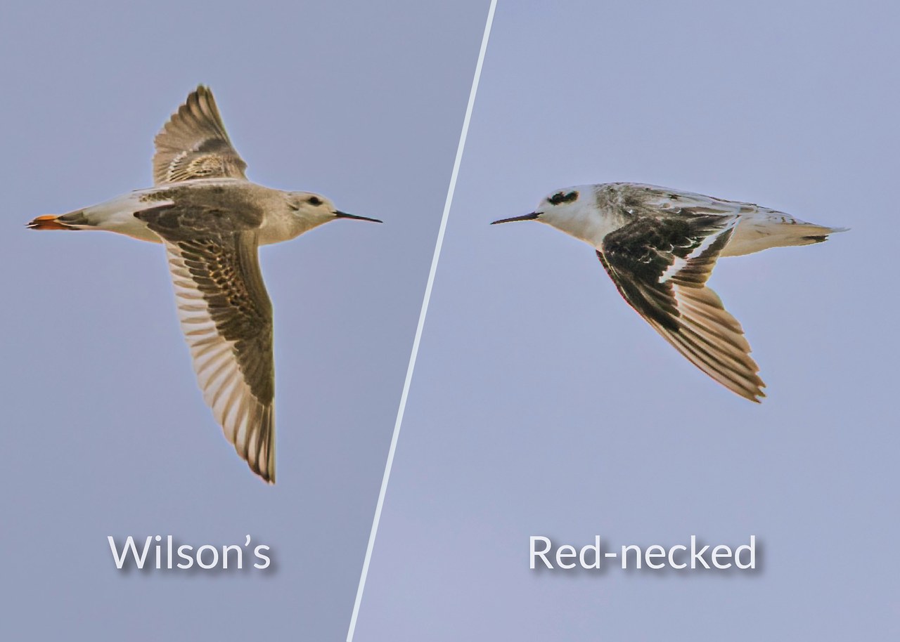 Wilson’s Phalarope and Red-necked Phalarope shown side by side in flight, highlighting differences in bill length, facial markings, and wing pattern.