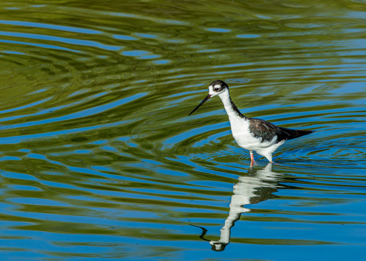 Black-necked Stilt wading through rippled shallow water with its reflection below, showing a slender straight black bill, black-and-white plumage, and extremely long pink legs.