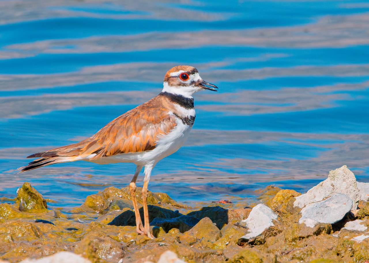 Killdeer standing at the edge of blue water, showing its brown back, bright red-orange eye ring, white face, and two bold black breast bands.