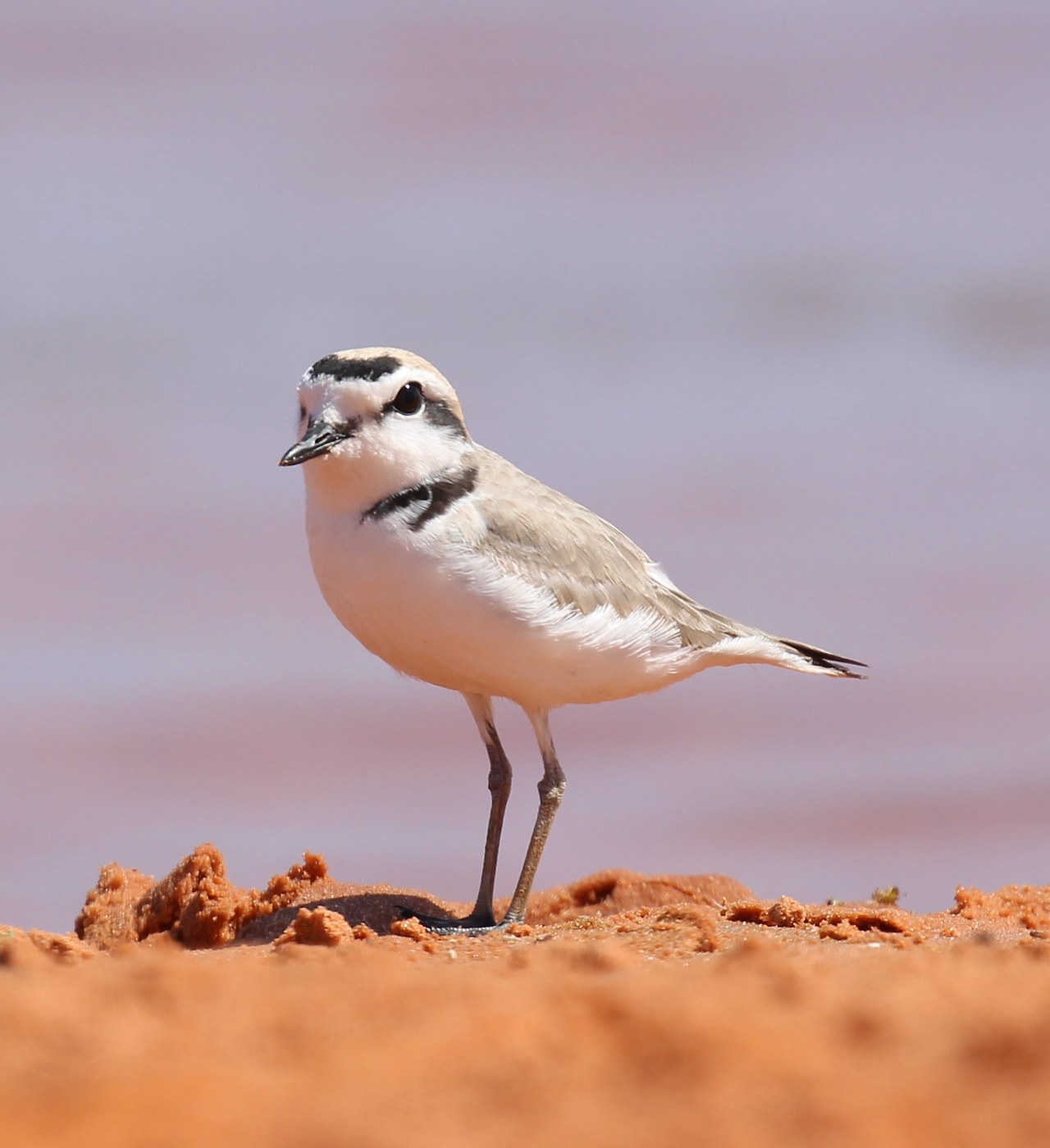 Snowy Plover standing on reddish sandy ground, showing pale gray-brown upperparts, white underparts, a short black bill, dark forehead and eye patches, and a broken dark breast band.