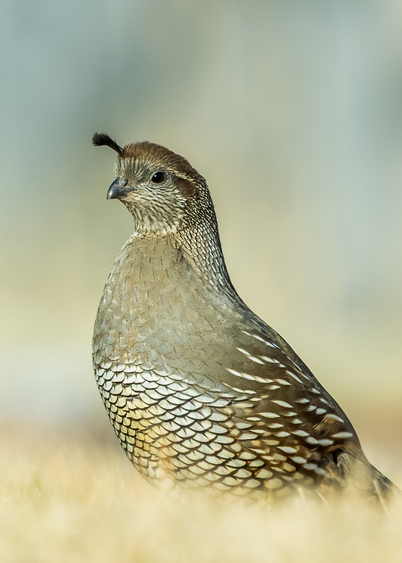 Female California Quail with softer facial contrast and scaled underparts.