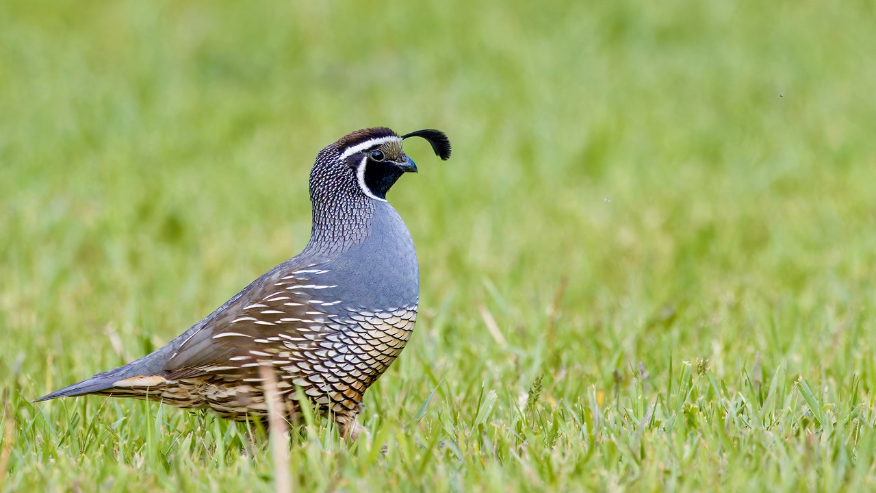 Male California Quail standing in green grass with forward-curving topknot.