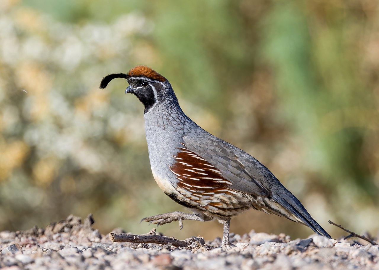 Male Gambel’s Quail walking across desert ground showing chestnut cap and bold face pattern.