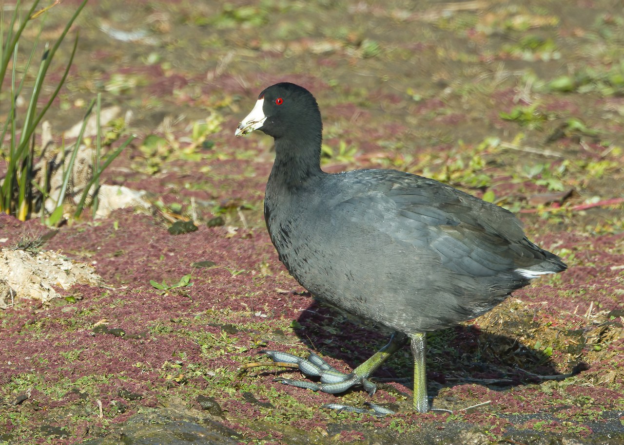 American Coot showing its distinctive lobed toes.