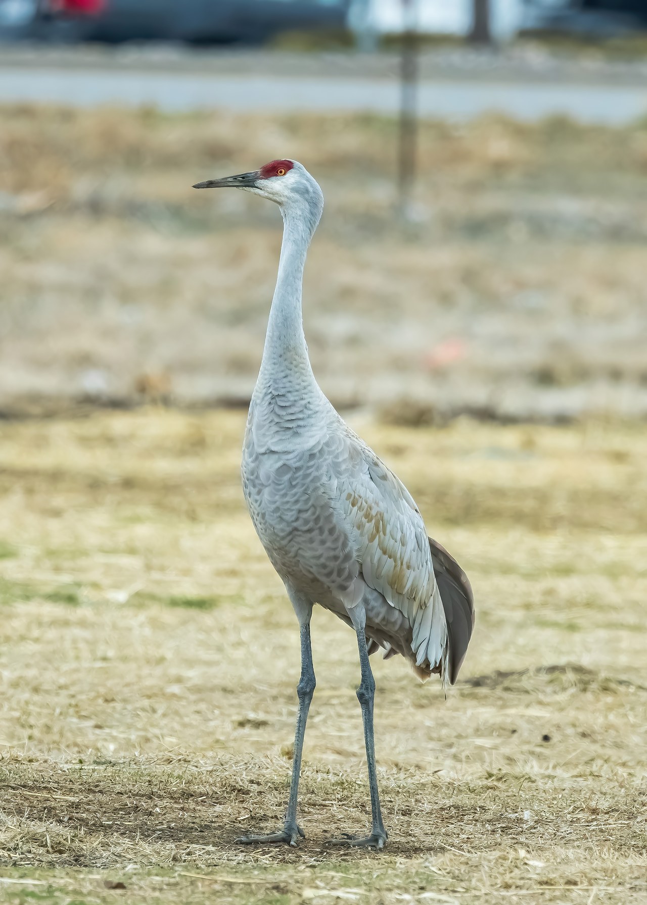 Sandhill Crane standing in a grassy agricultural field.