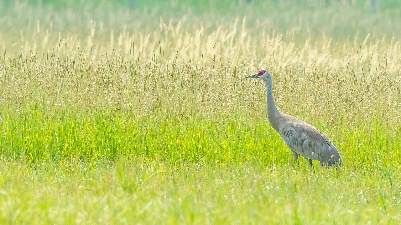 Sandhill Crane standing in a grassy agricultural field.