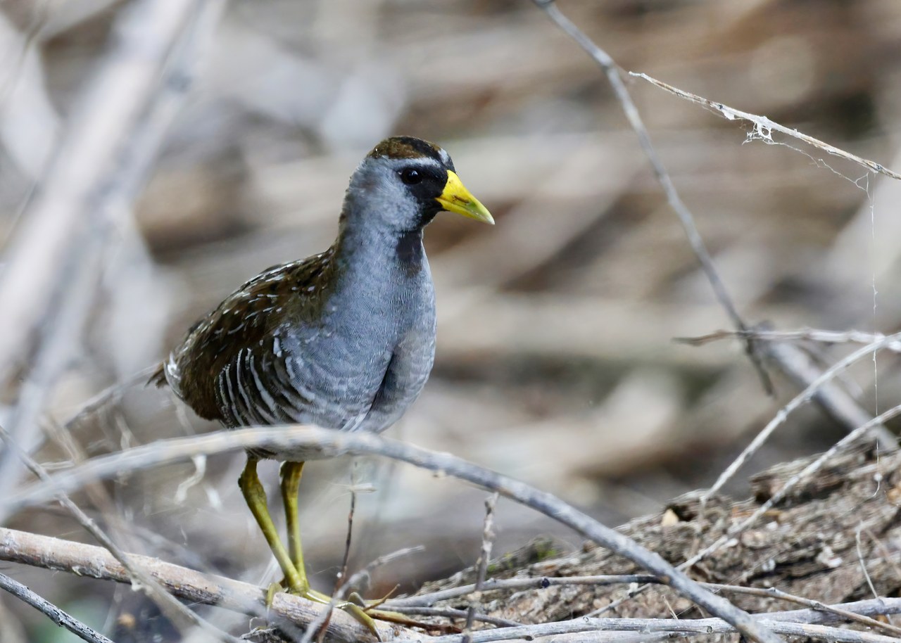 Sora standing among marsh vegetation.