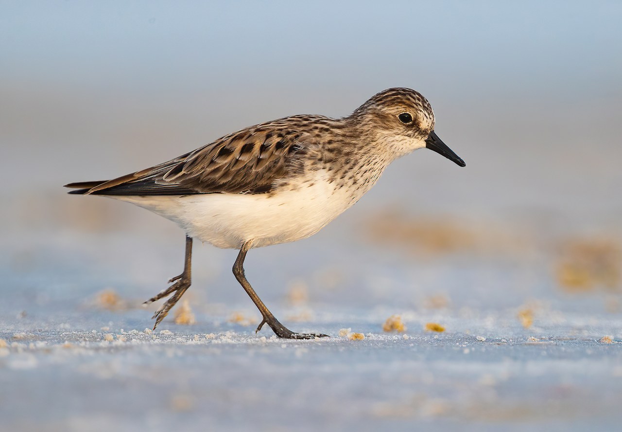 Least Sandpiper walking across a shallow shoreline, showing its small size, fine slightly drooped bill, and streaked brown upperparts.
