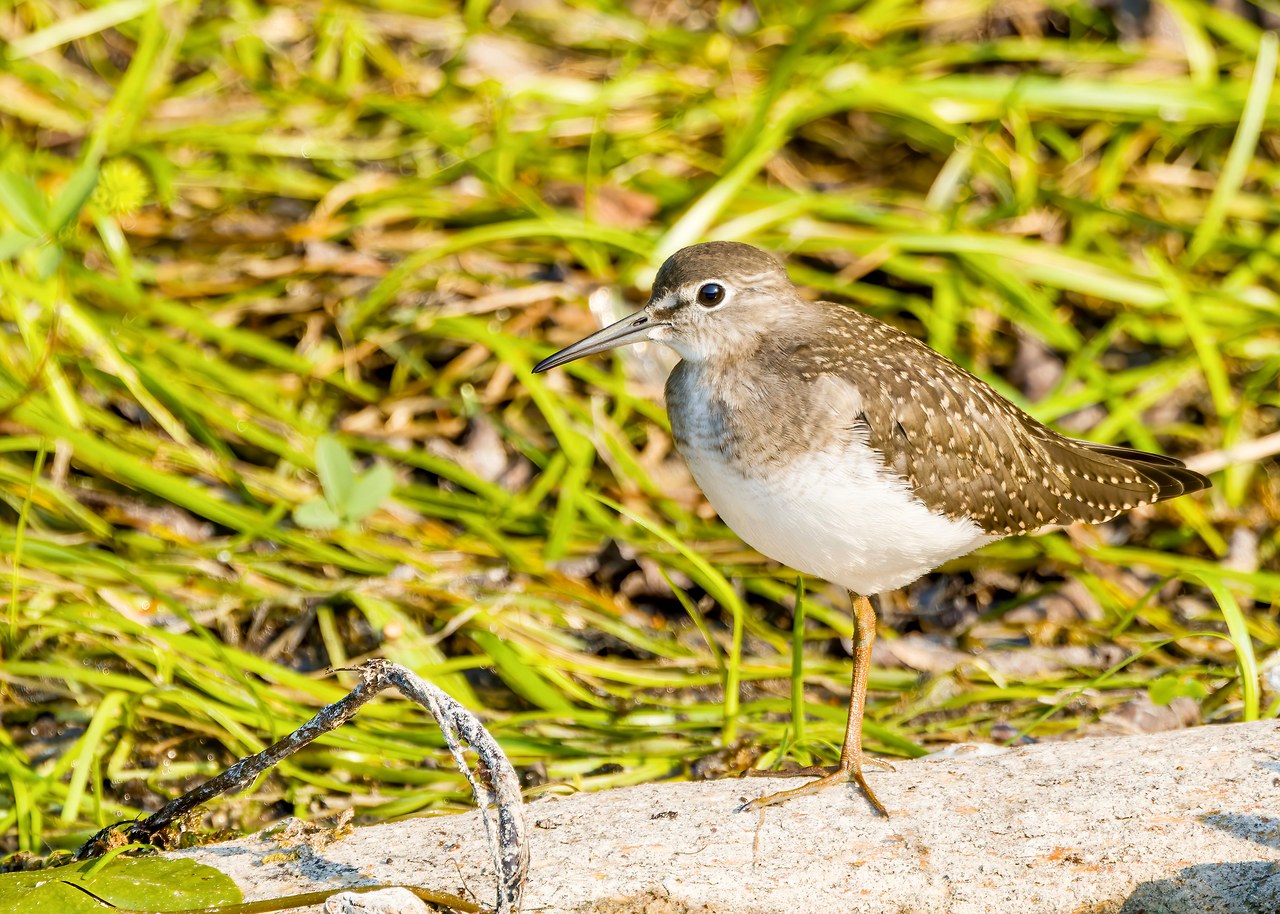 Solitary Sandpiper standing near vegetation with a prominent white eyering, spotted upperparts, and greenish legs.
