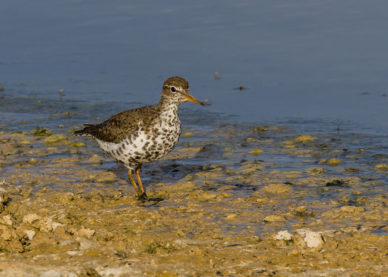 Breeding Spotted Sandpiper standing on a muddy shoreline with bold dark spots across its white breast and belly.