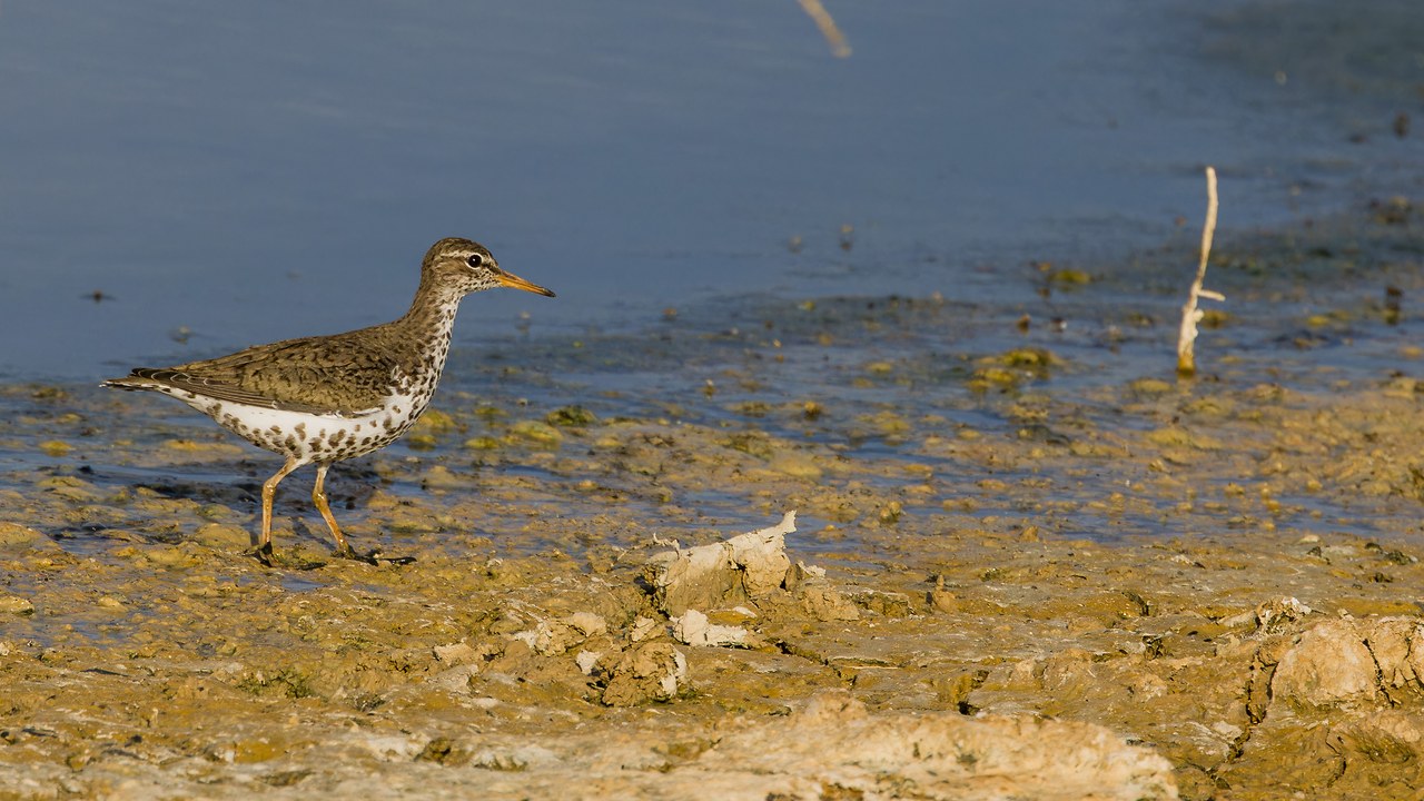 Breeding Spotted Sandpiper walking across a muddy shoreline with dark spots covering its white breast and belly.