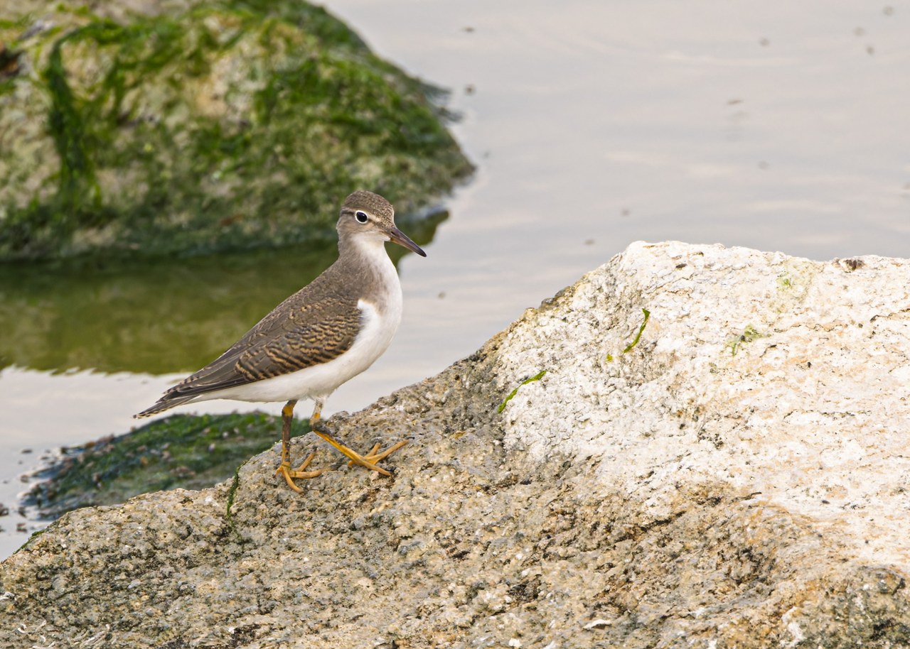 Spotted Sandpiper in plain plumage standing on rocks beside water without the dark spots of breeding plumage.