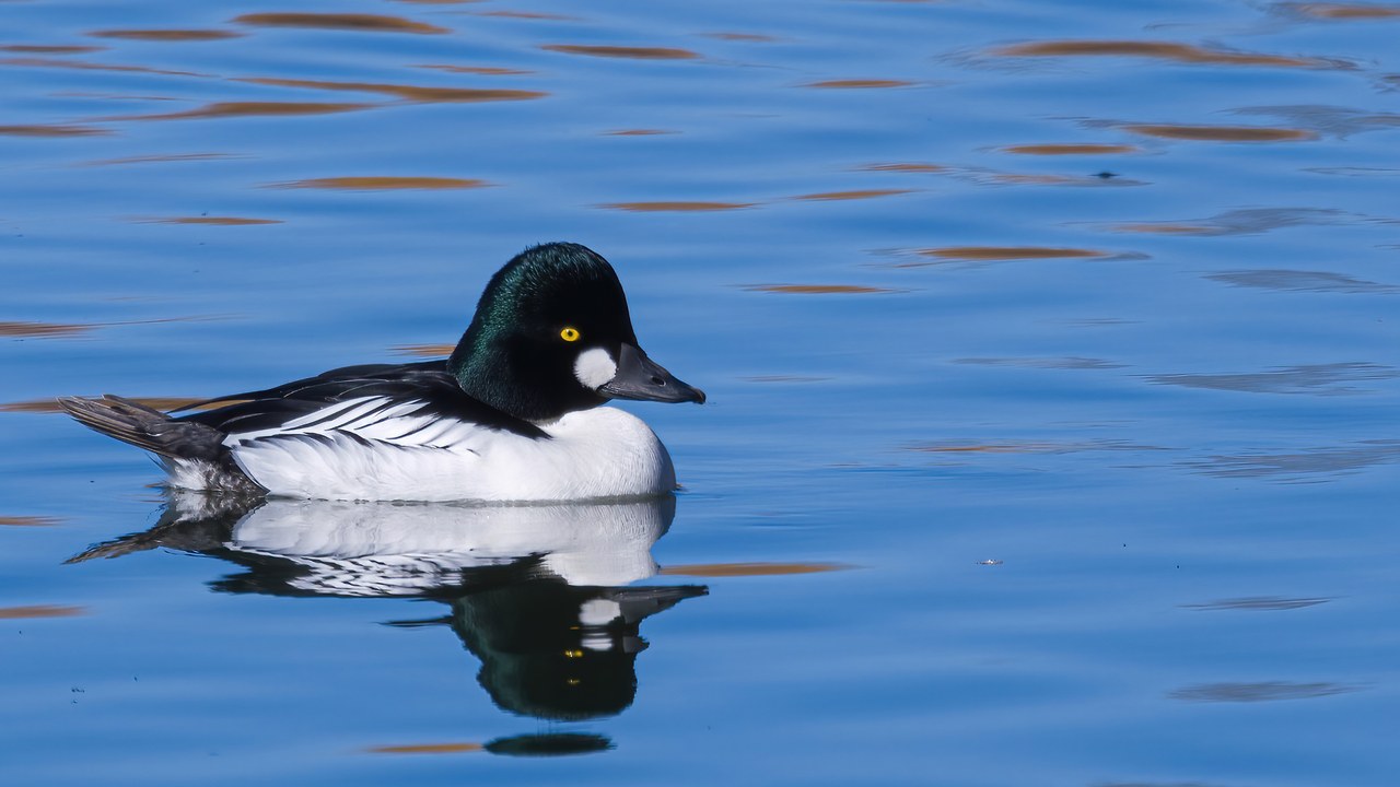 Male Common Goldeneye floating on calm blue water with a crisp reflection.