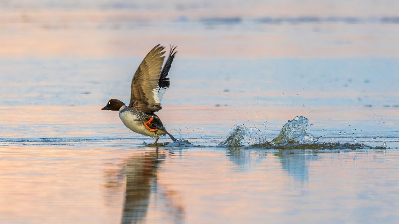 A female common goldeneye taking off from the water, splashing behind her as she runs across the surface.