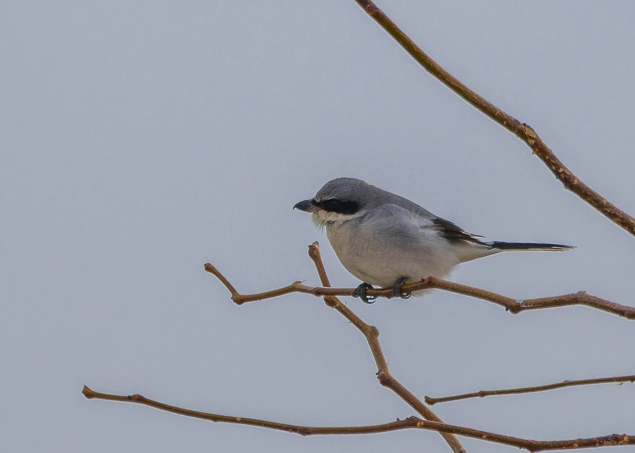 Loggerhead Shrike perched on a bare branch in open habitat, showing its thick black mask and alert hunting posture.