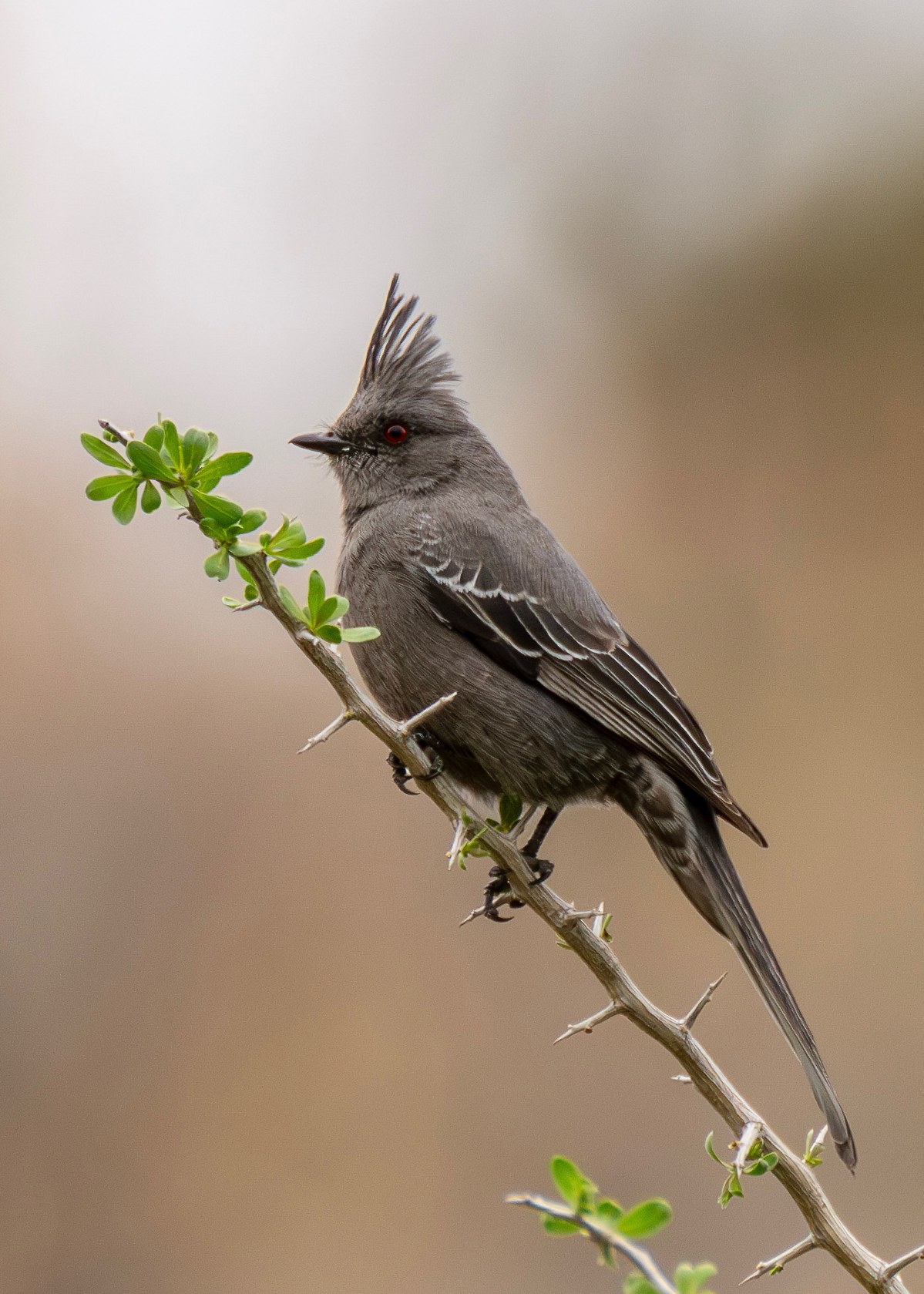 Female Phainopepla perched on a desert branch showing its tall crest, soft gray plumage, and bright red eye.