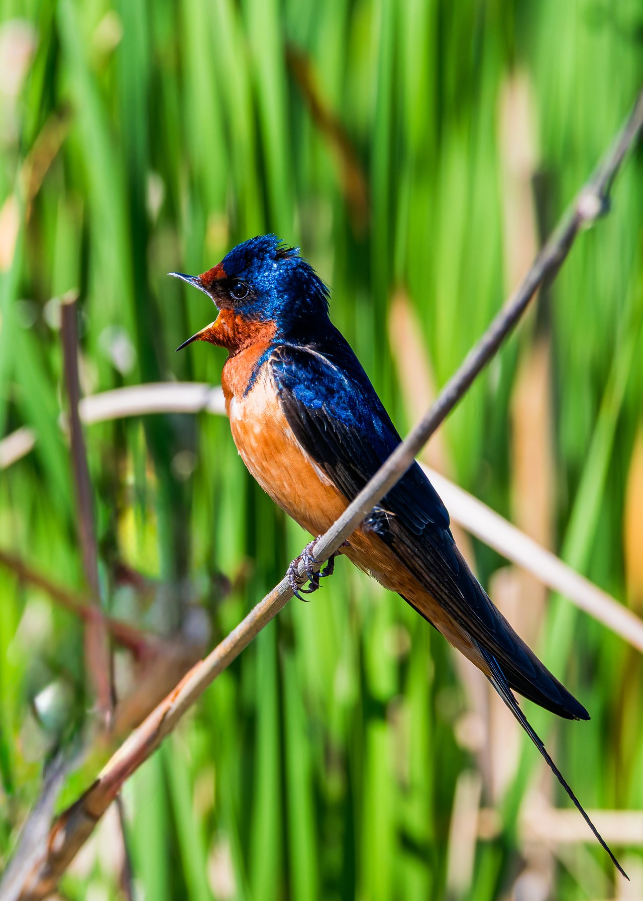 Male Barn Swallow perched on a reed singing, showing its glossy blue back, rusty throat, and long forked tail.