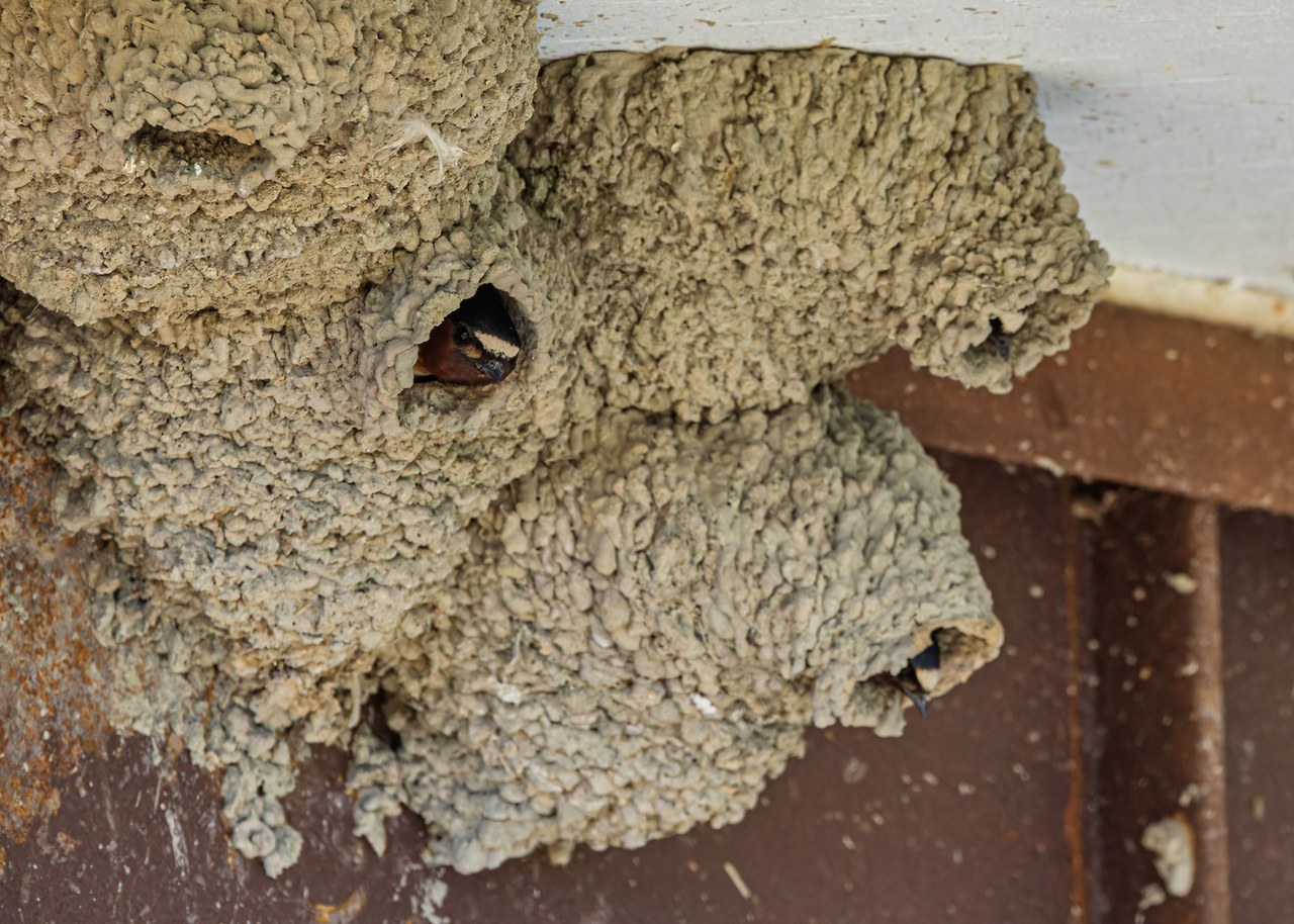 Several Cliff Swallows peering from enclosed mud nests attached beneath the eaves of a building.