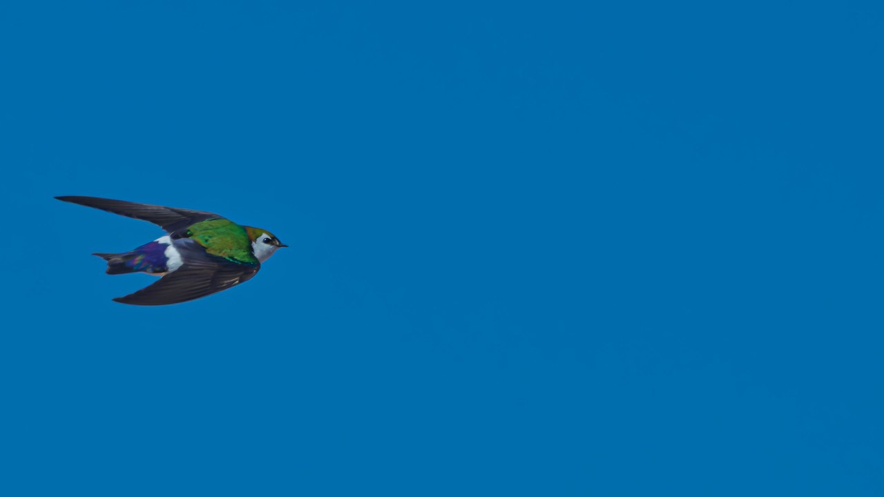 Violet-green Swallow flying across a blue sky showing its iridescent green back and white face.