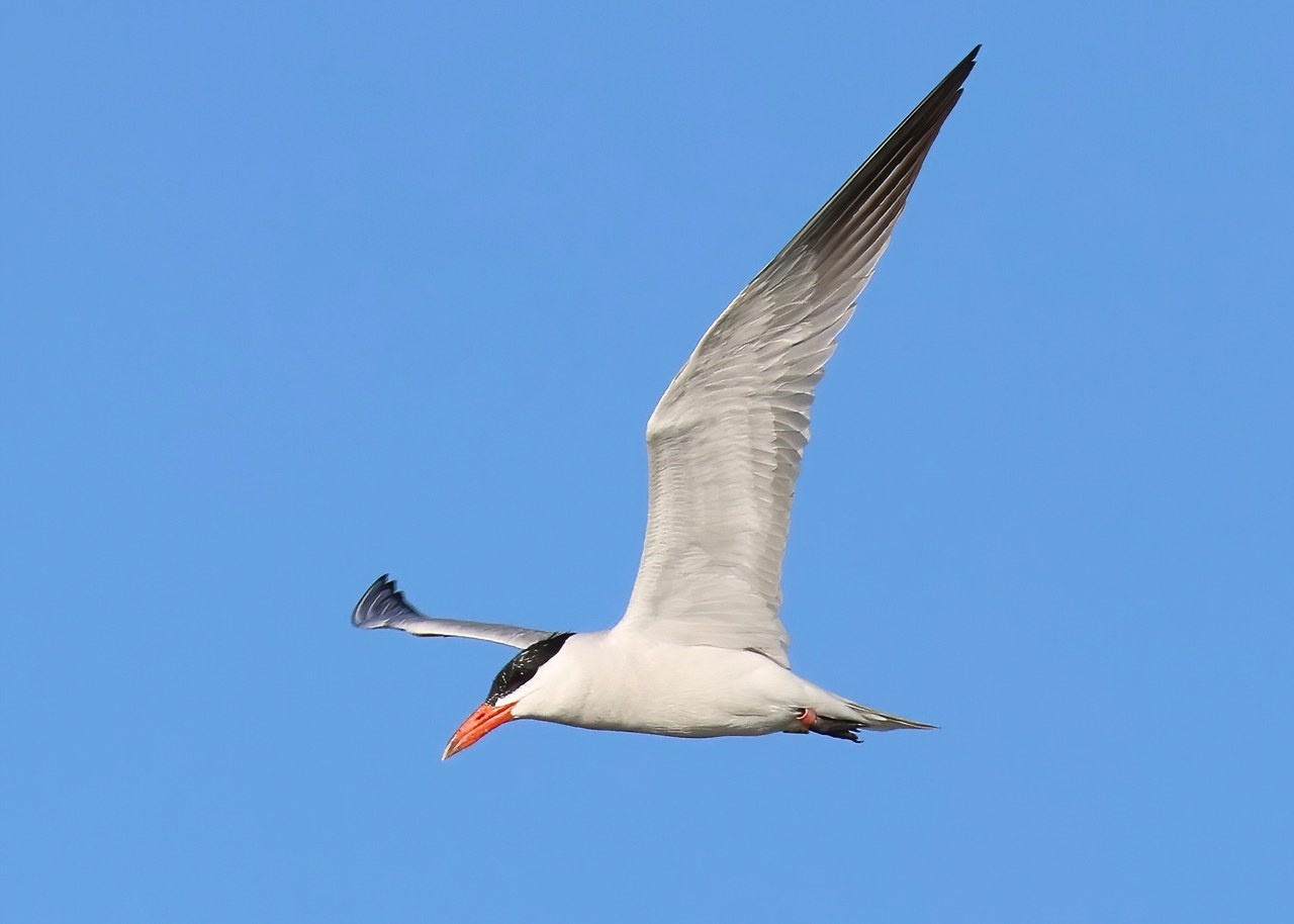 Caspian Tern flying across a blue sky with its thick red bill and broad wings fully extended.