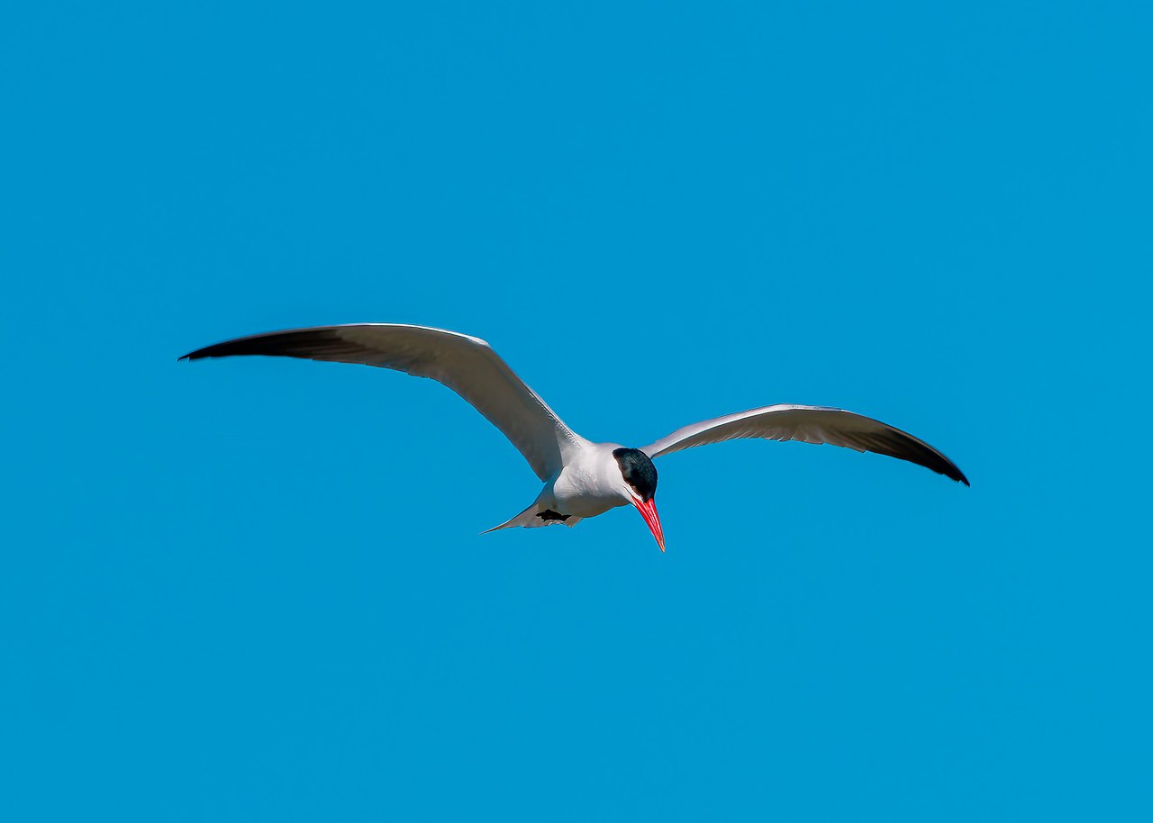 Caspian Tern hovering with its broad wings spread and thick red bill.