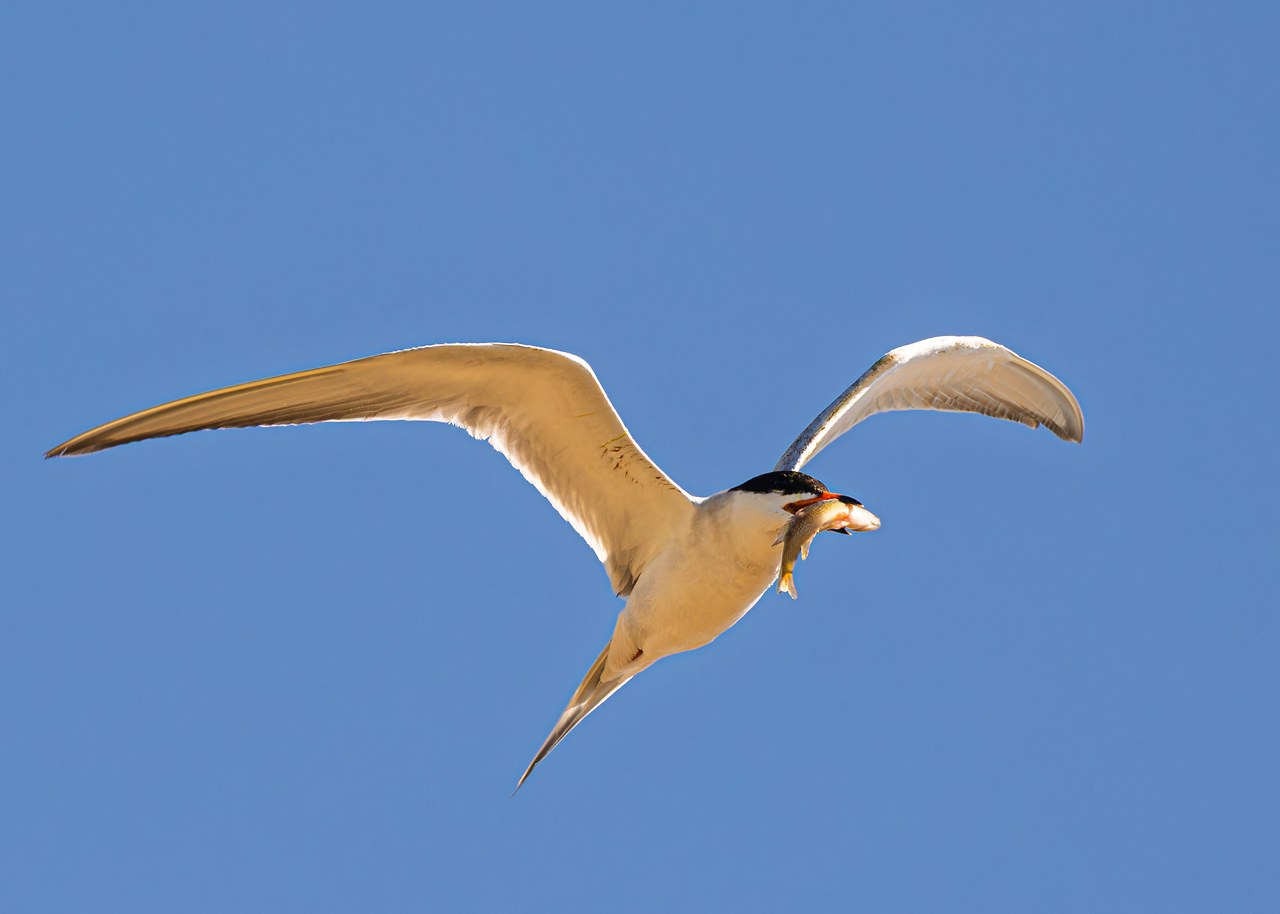 Forster’s Tern flying over water with a small fish held in its bill.