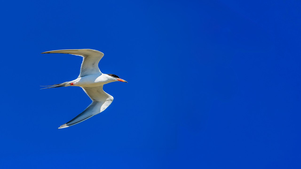 Forster’s Tern flying across a deep blue sky with its long pointed wings and forked tail visible.