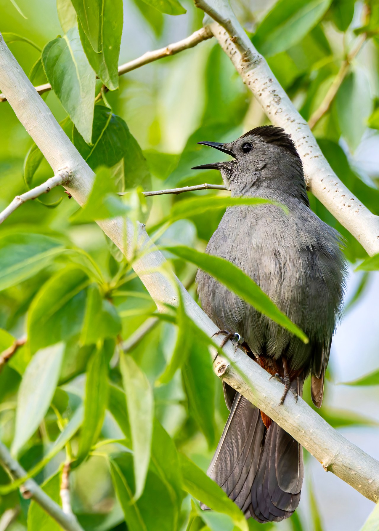 Gray Catbird singing from dense green foliage
