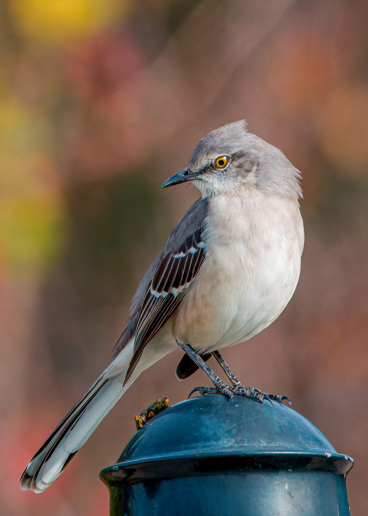 Northern Mockingbird perched with alert posture