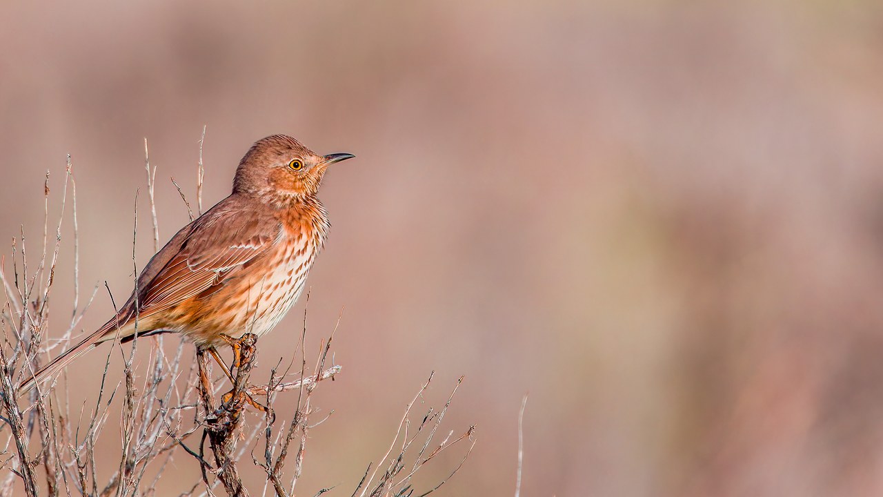 Sage Thrasher perched in soft desert tones