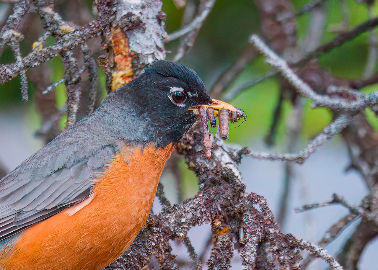 American Robin holding several worms in its bill.