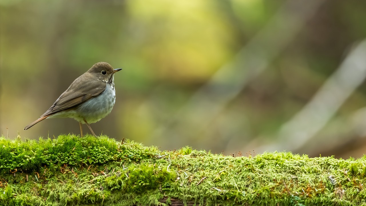 Hermit Thrush standing on bright green moss in a wooded setting.