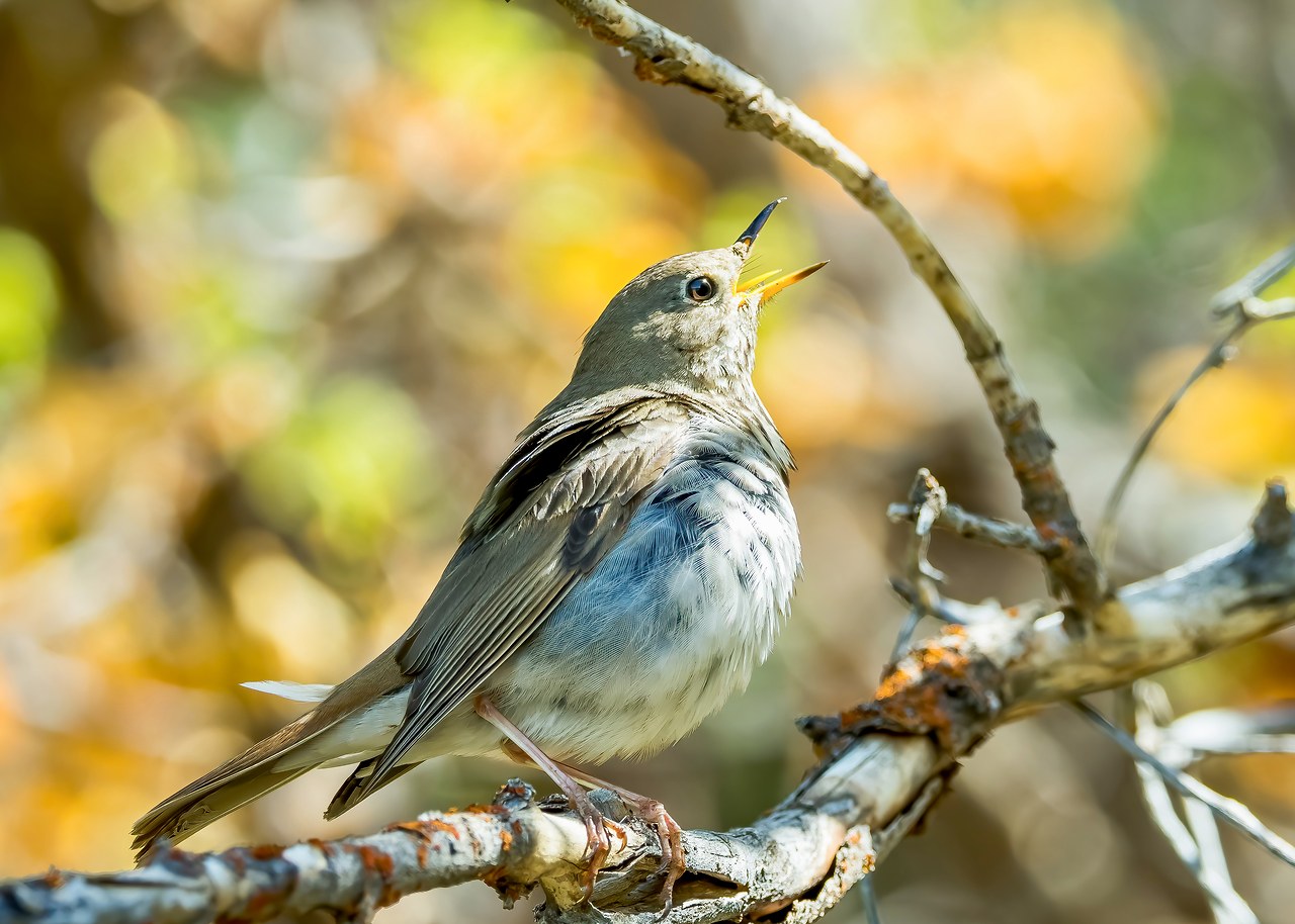 Hermit Thrush singing from a branch in warm spring light.