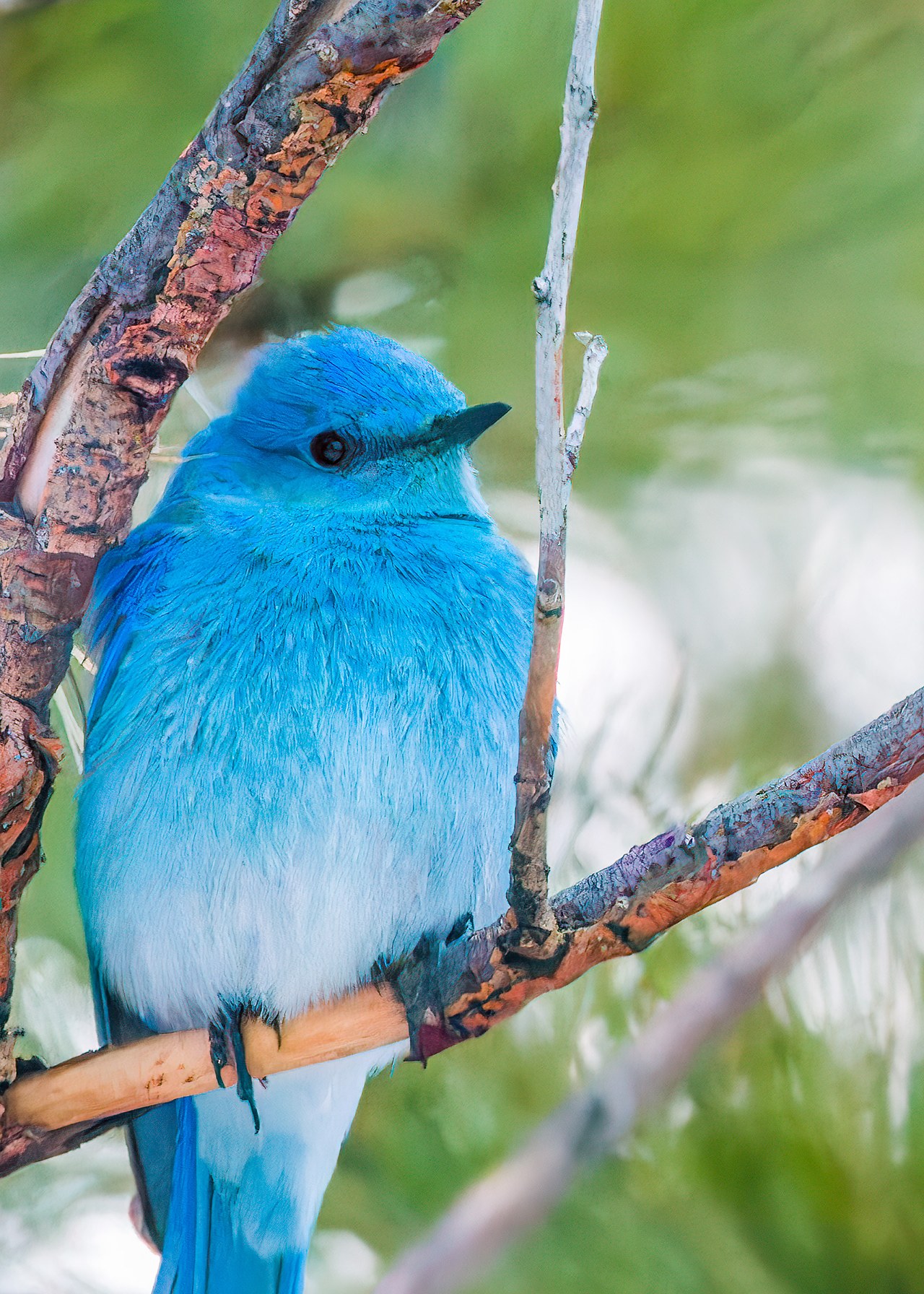 Mountain Bluebird perched close among branches showing bright blue plumage.