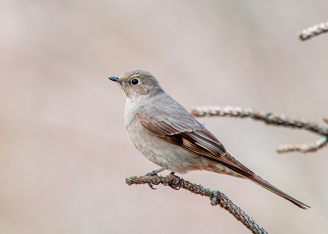 Townsend's Solitaire perched on a branch showing a pale eye ring and soft gray plumage.