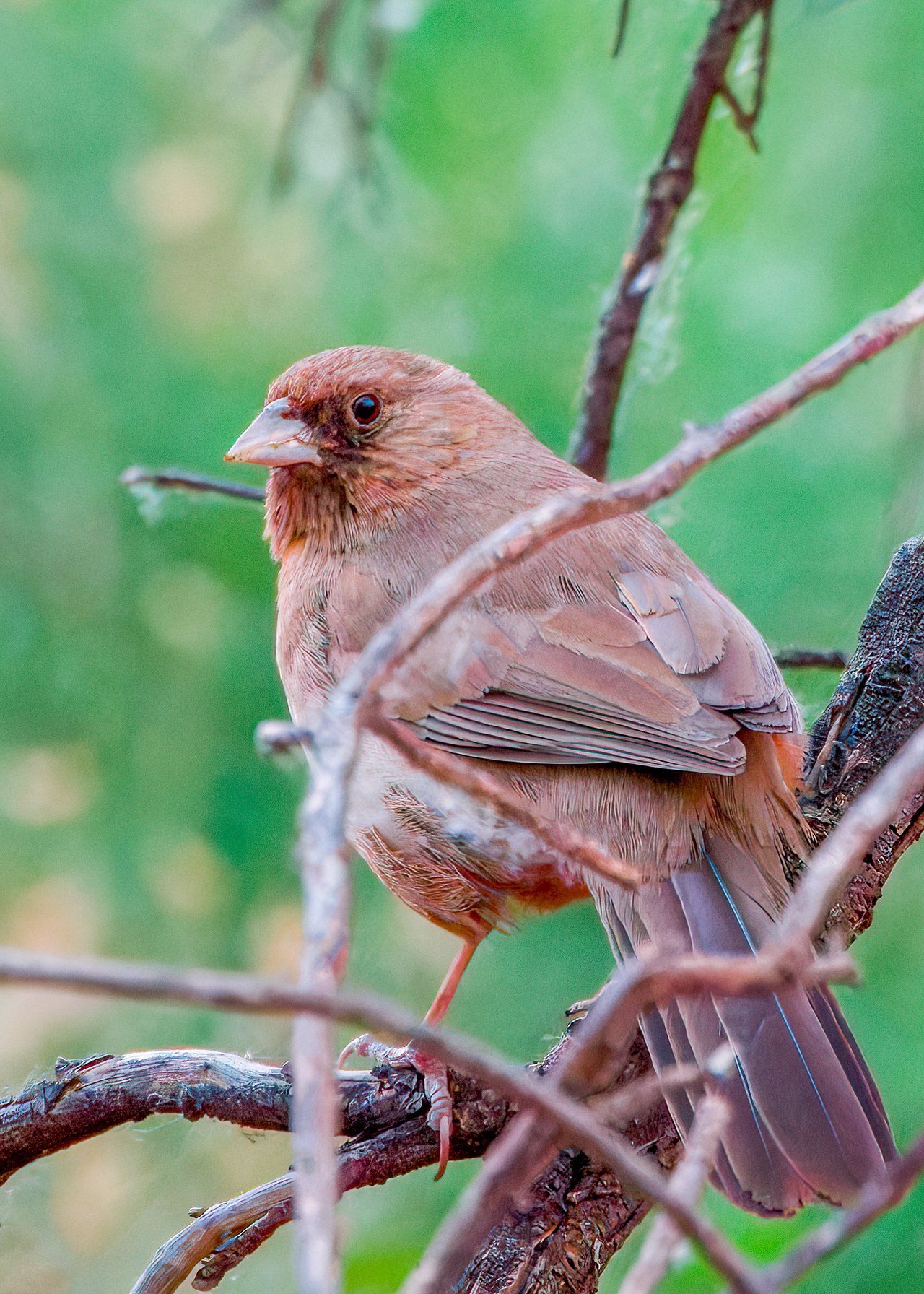 Abert's Towhee perched on a branch with plain brown plumage and a darker face.