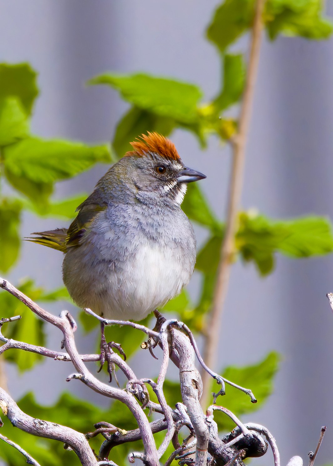 Green-tailed Towhee perched on a branch with a rusty crown, gray face, and soft green tones in the wings.
