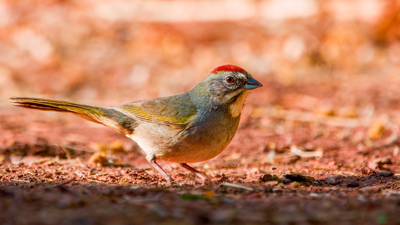 Green-tailed Towhee walking through reddish leaf litter with green wings and a rusty crown.